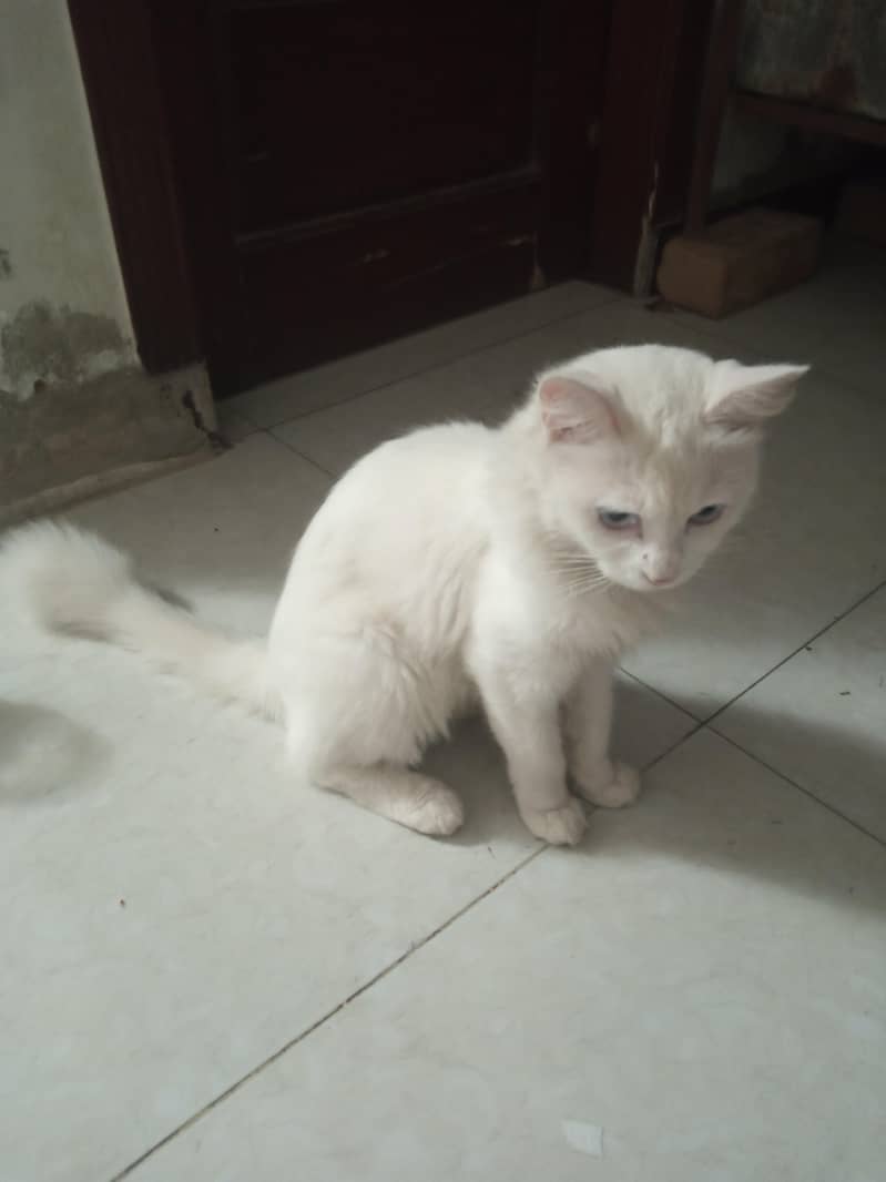Persian cat 1