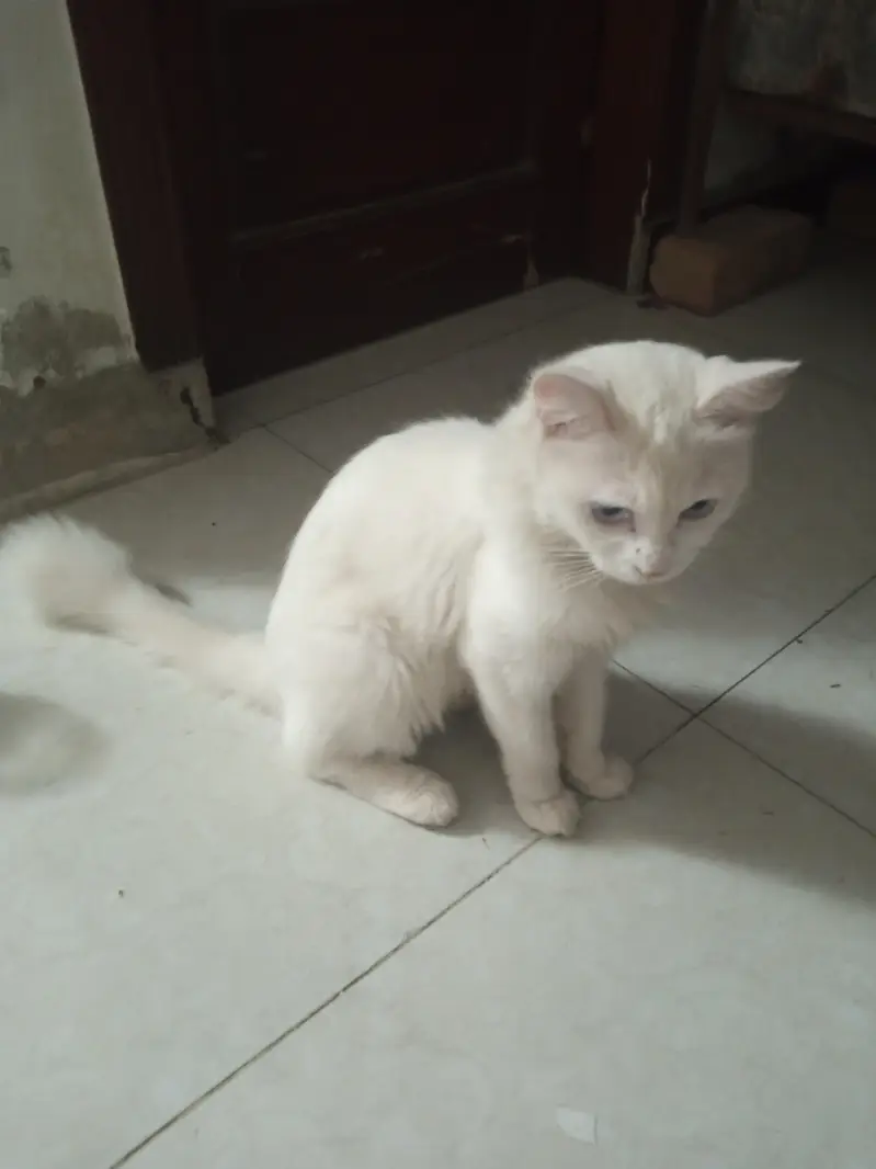 Persian cat — photo 2
