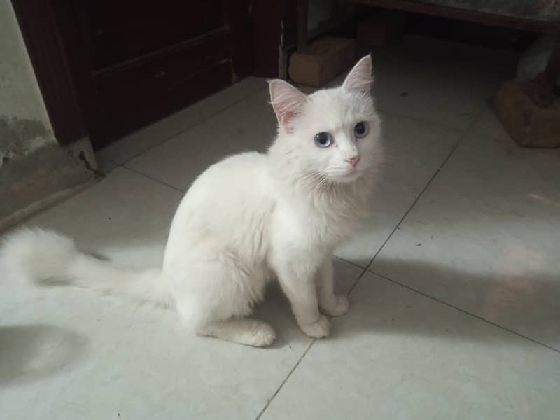 Persian cat 2