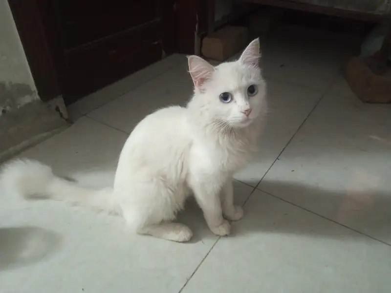 Persian cat — photo 3