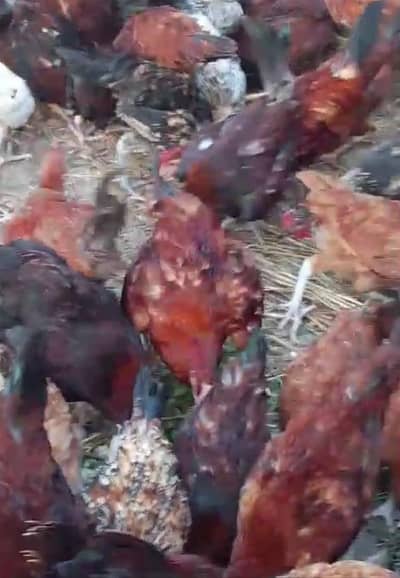 Golden Desi murgay for sale
