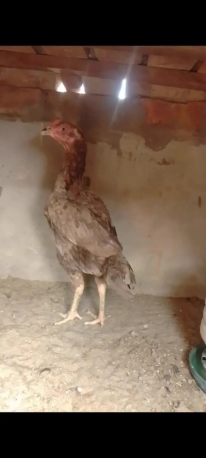 jas bhi ne lina ho wahatspap par raabtah kar le detel mal jaye gi sath — photo 3