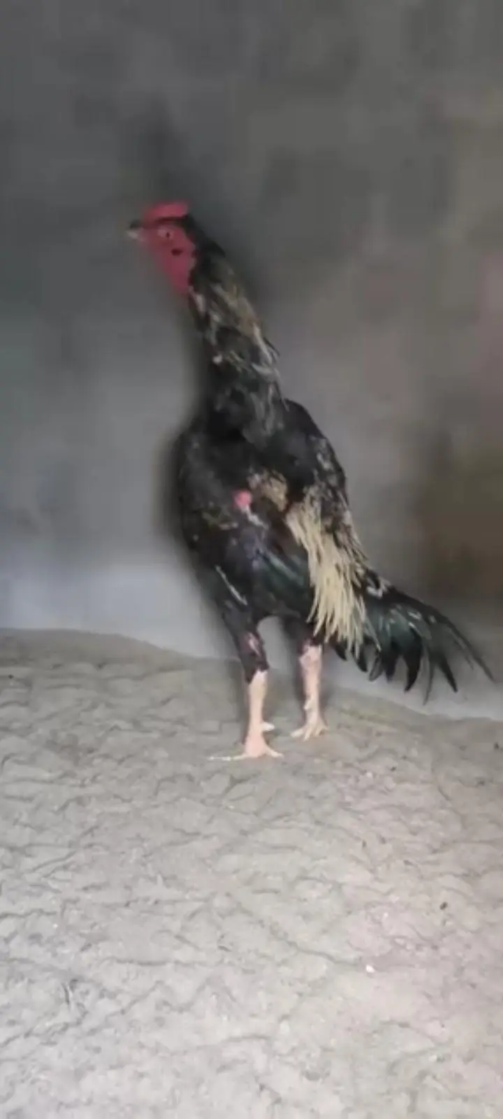 jas bhi ne lina ho wahatspap par raabtah kar le detel mal jaye gi sath — photo 4