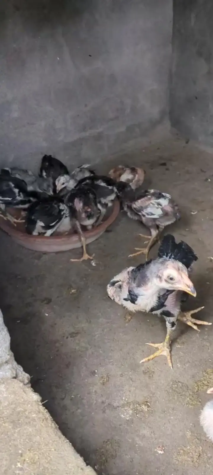 jas bhi ne lina ho wahatspap par raabtah kar le detel mal jaye gi sath — photo 6