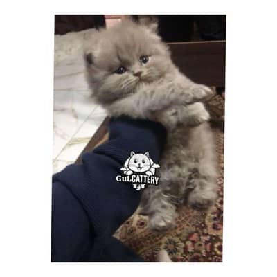 Persian British punch face piki face kitten cat available