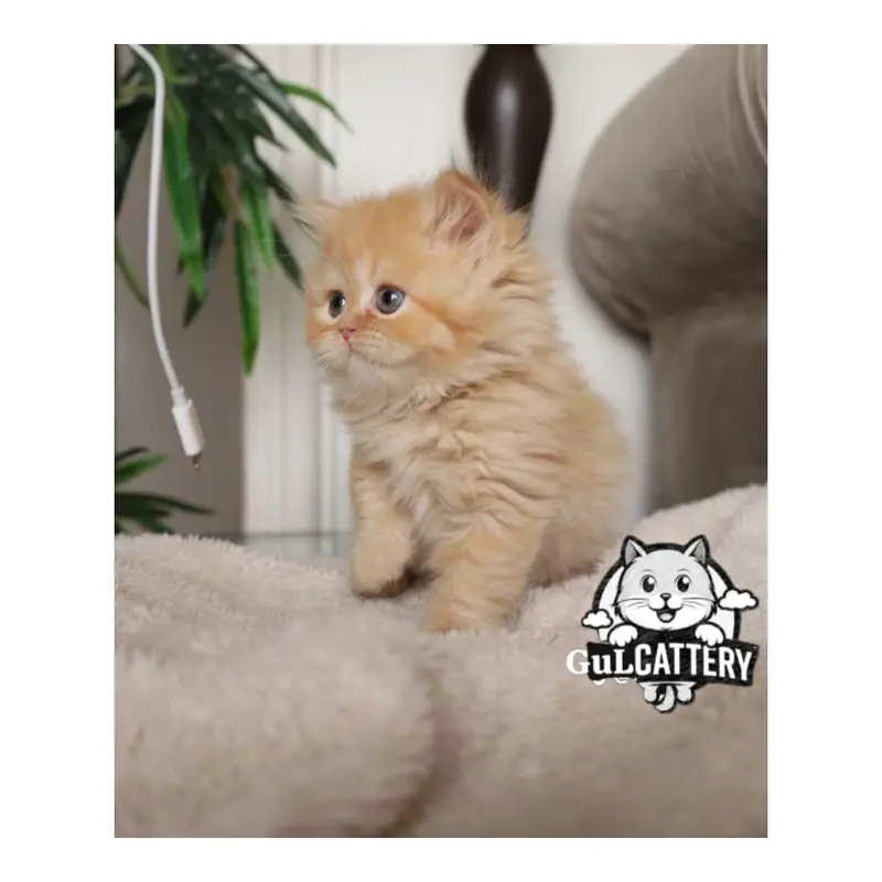 Persian British punch face piki face kitten cat available — photo 2