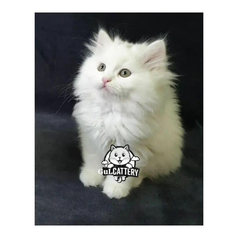 Persian British punch face piki face kitten cat available — photo 7