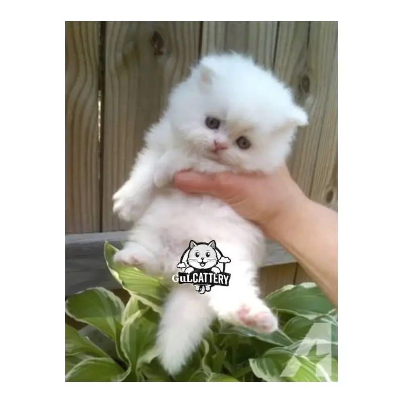 Persian British punch face piki face kitten cat available — photo 10