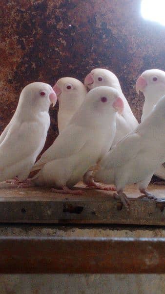Albino adult pair