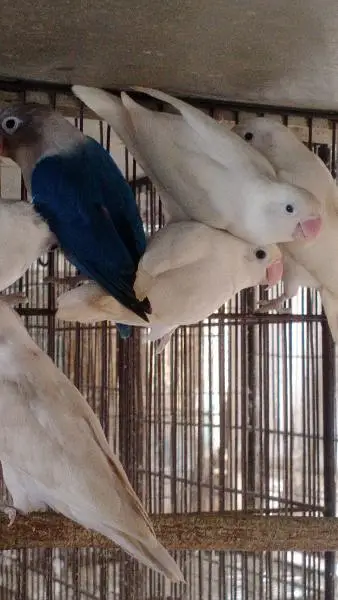 Albino adult pair — photo 2