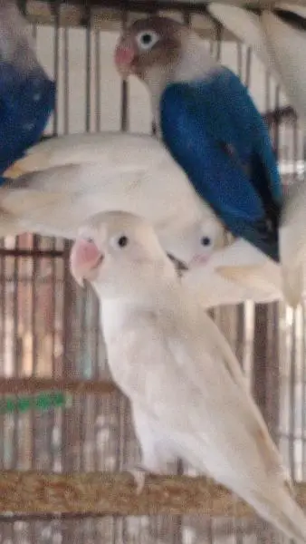 Albino adult pair — photo 3