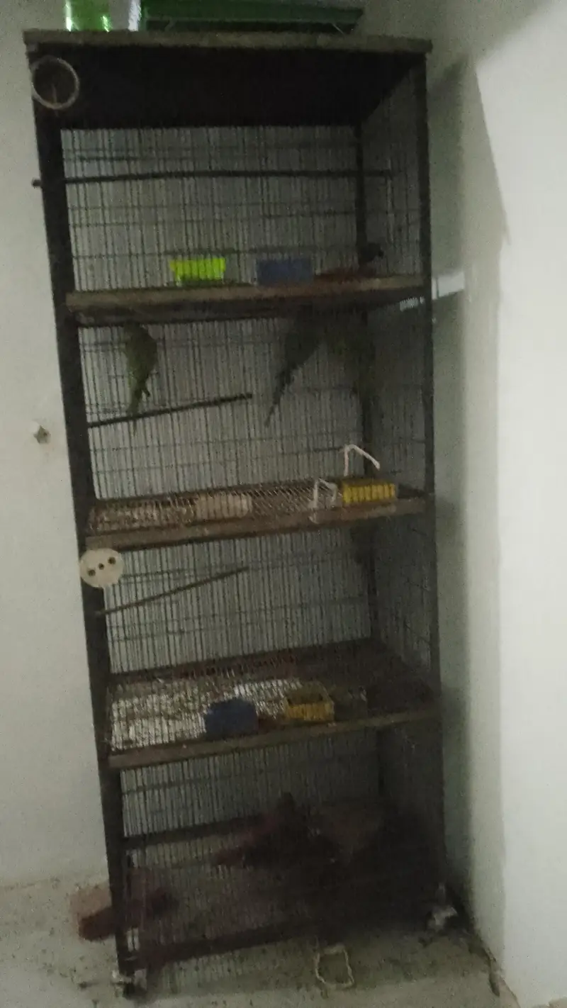 cage for sale condition 8 8 ha final price 8500 — photo 2