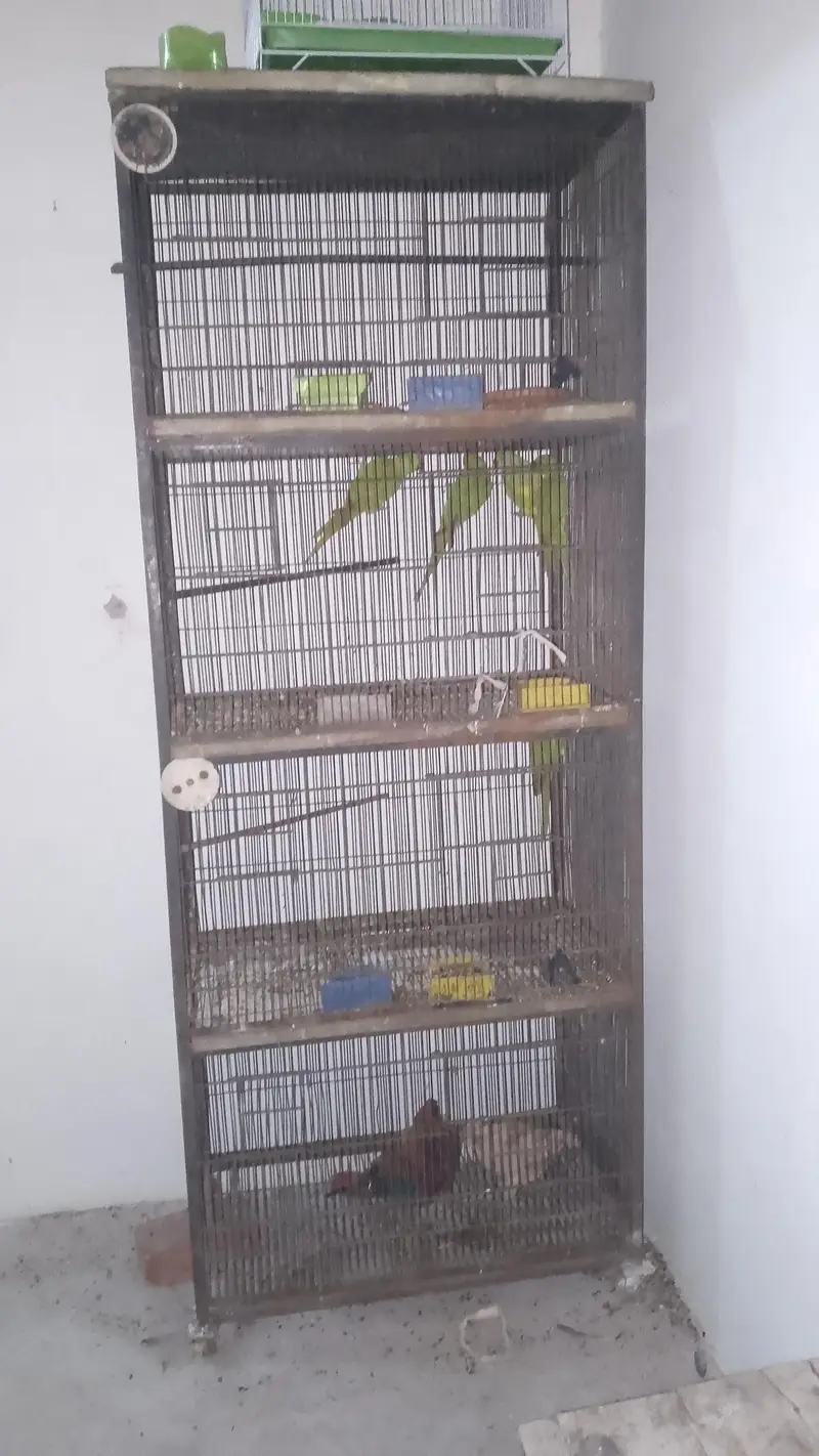 cage for sale condition 8 8 ha final price 8500 — photo 3