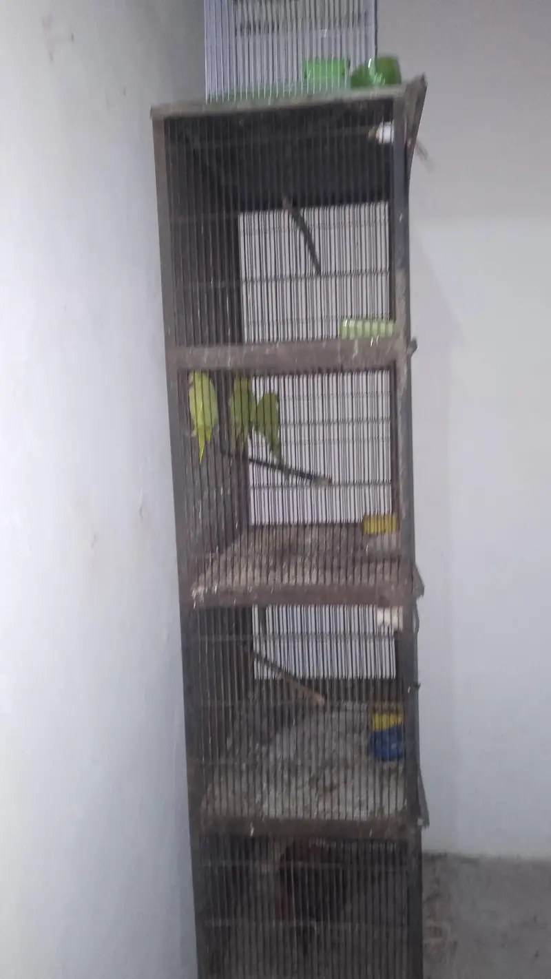 cage for sale condition 8 8 ha final price 8500 — photo 4