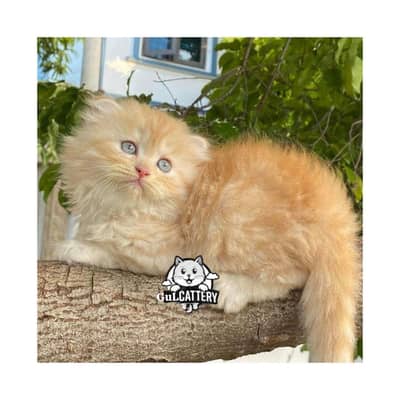 Persian British punch face piki face kitten cat available