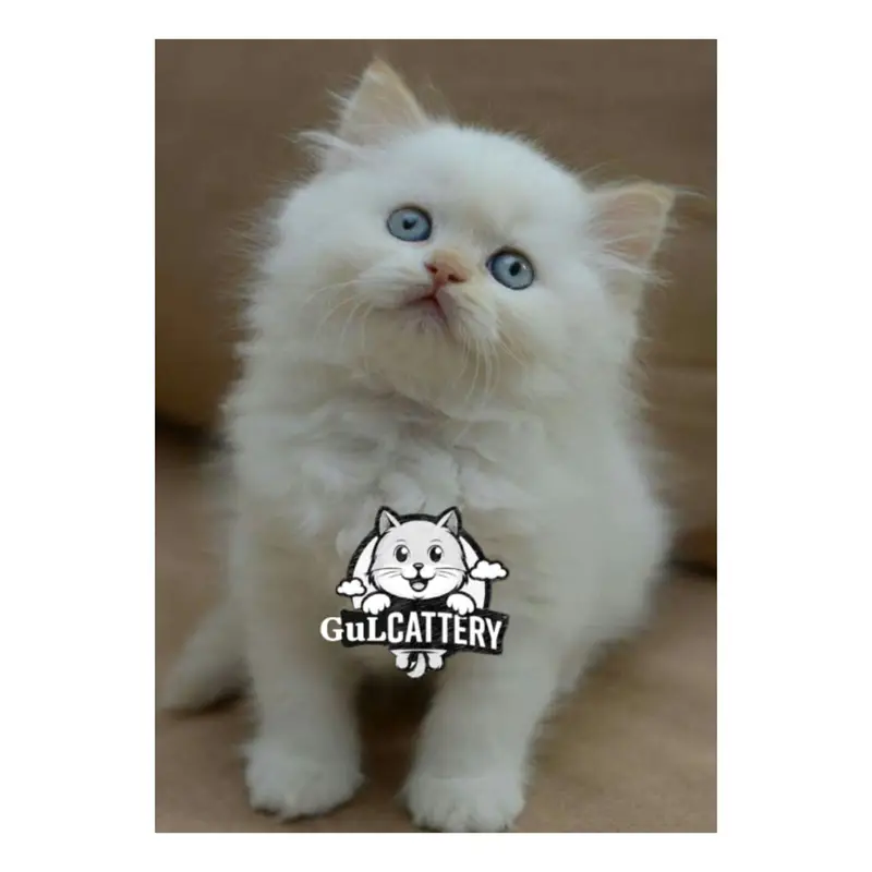 Persian British punch face piki face kitten cat available — photo 3