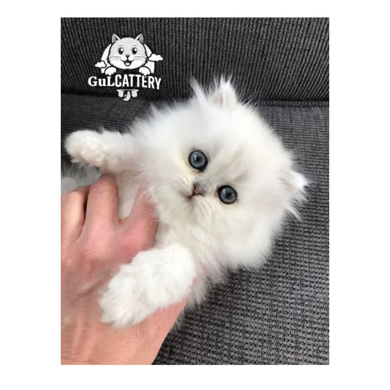 Persian British punch face piki face kitten cat available — photo 4