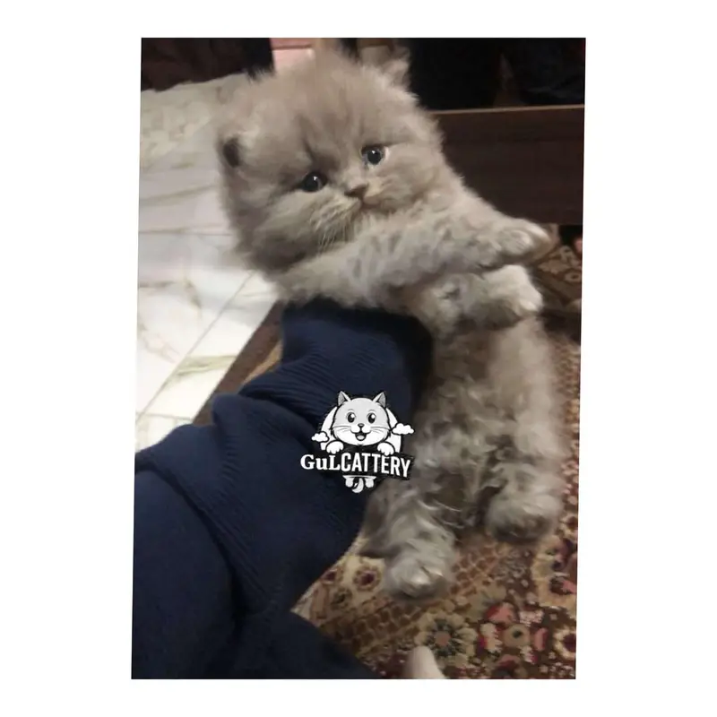 Persian British punch face piki face kitten cat available — photo 5
