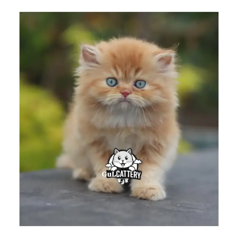 Persian British punch face piki face kitten cat available — photo 6