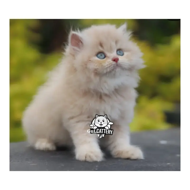 Persian British punch face piki face kitten cat available — photo 7