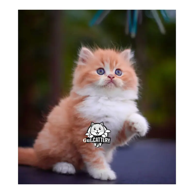 Persian British punch face piki face kitten cat available — photo 8