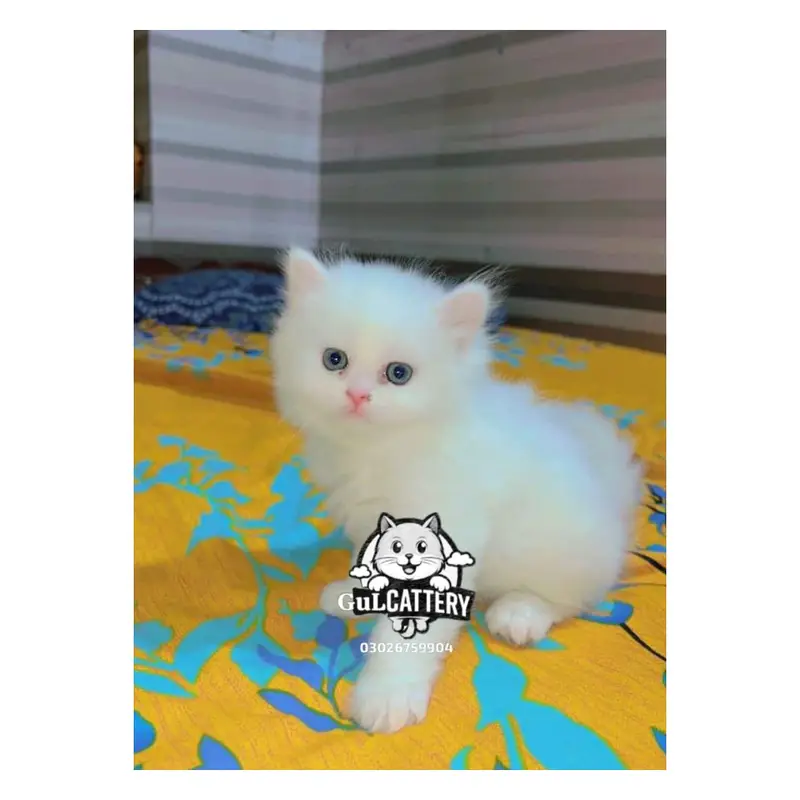 Persian British punch face piki face kitten cat available — photo 9