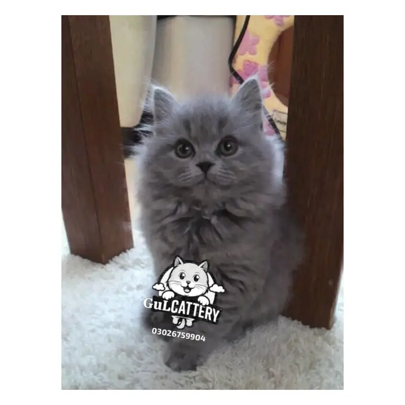 Persian British punch face piki face kitten cat available — photo 10