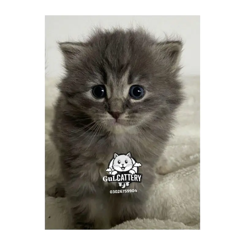 Persian British punch face piki face kitten cat available — photo 11