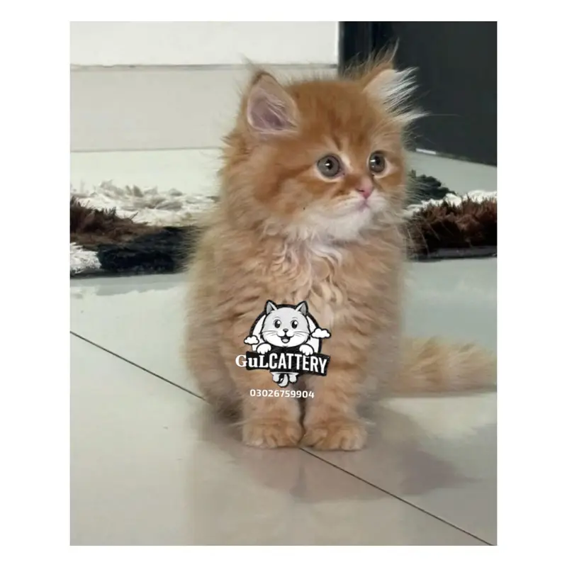 Persian British punch face piki face kitten cat available — photo 12