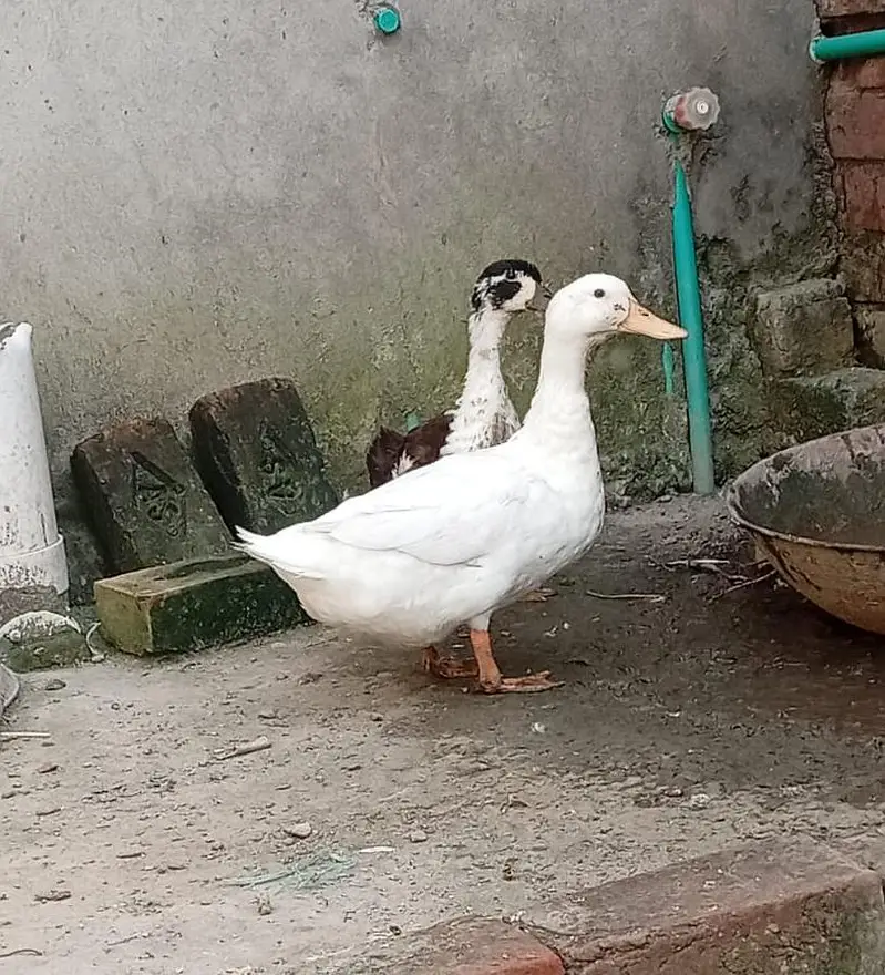 pair of duck for sell — photo 2