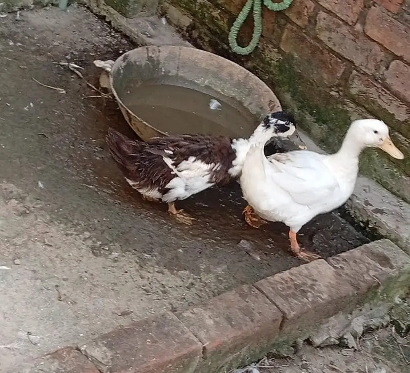 pair of duck for sell — photo 3