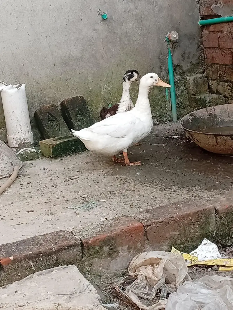 pair of duck for sell — photo 4