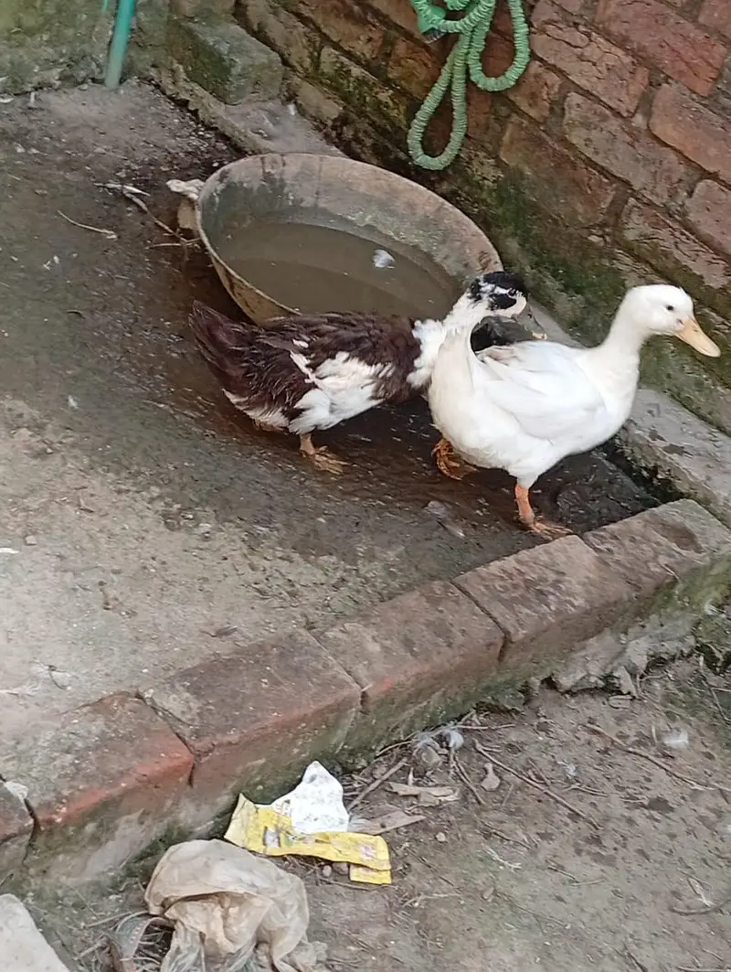 pair of duck for sell — photo 5