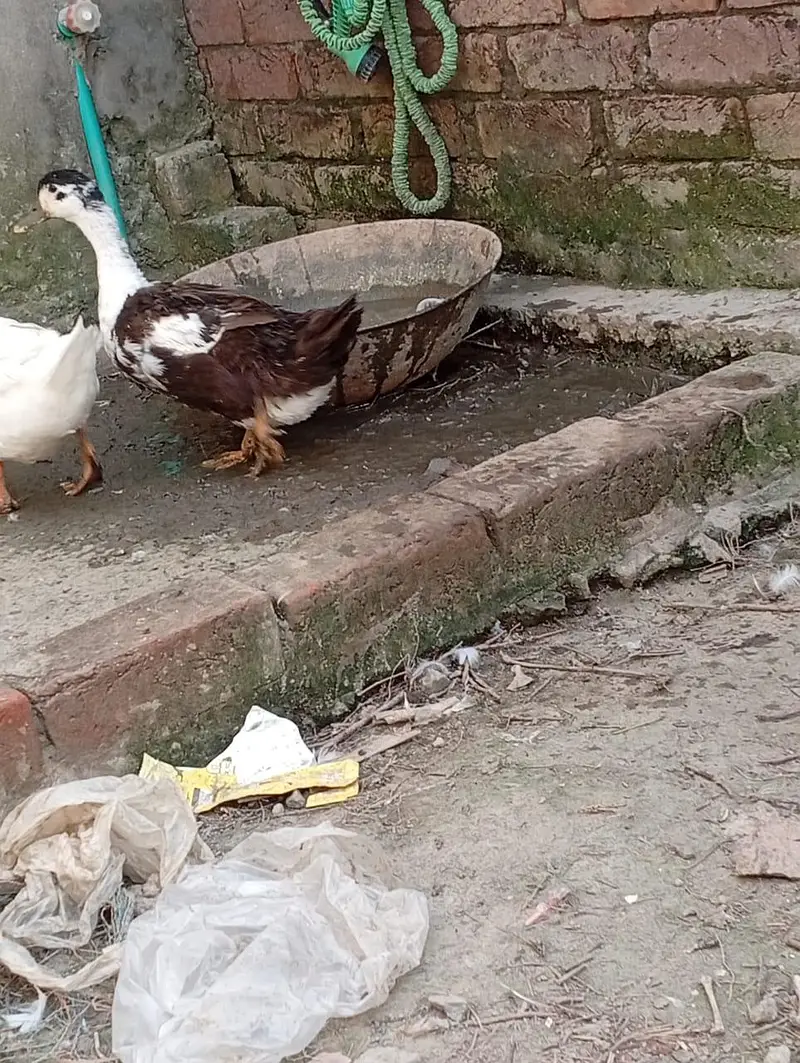 pair of duck for sell — photo 6