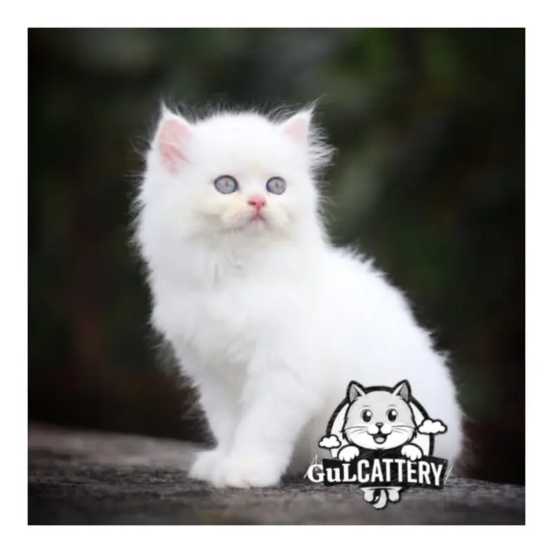 Persian British punch face piki face kitten cat available — photo 2