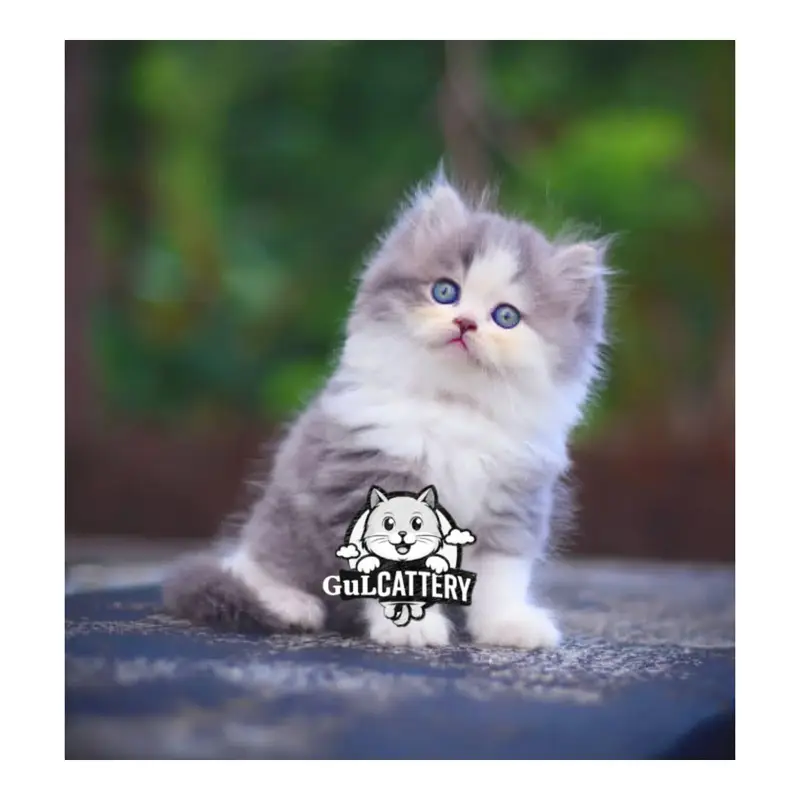 Persian British punch face piki face kitten cat available — photo 3