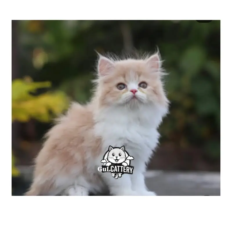 Persian British punch face piki face kitten cat available — photo 5