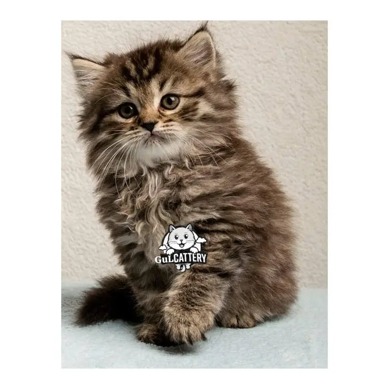 Persian British punch face piki face kitten cat available — photo 8