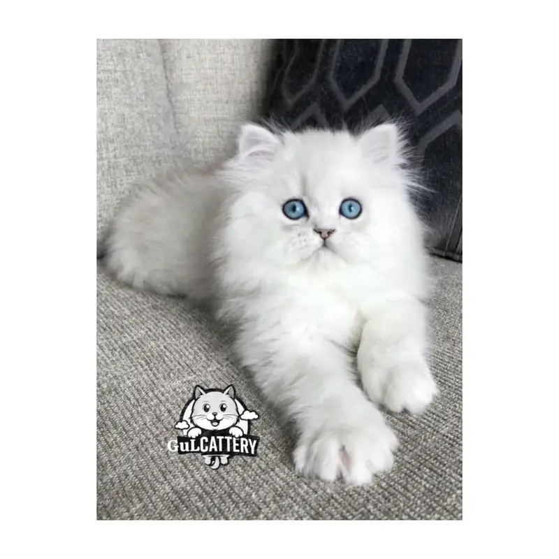 Persian British punch face piki face kitten cat available — photo 11