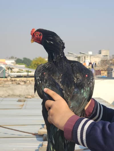 Dewan wala Mushka
