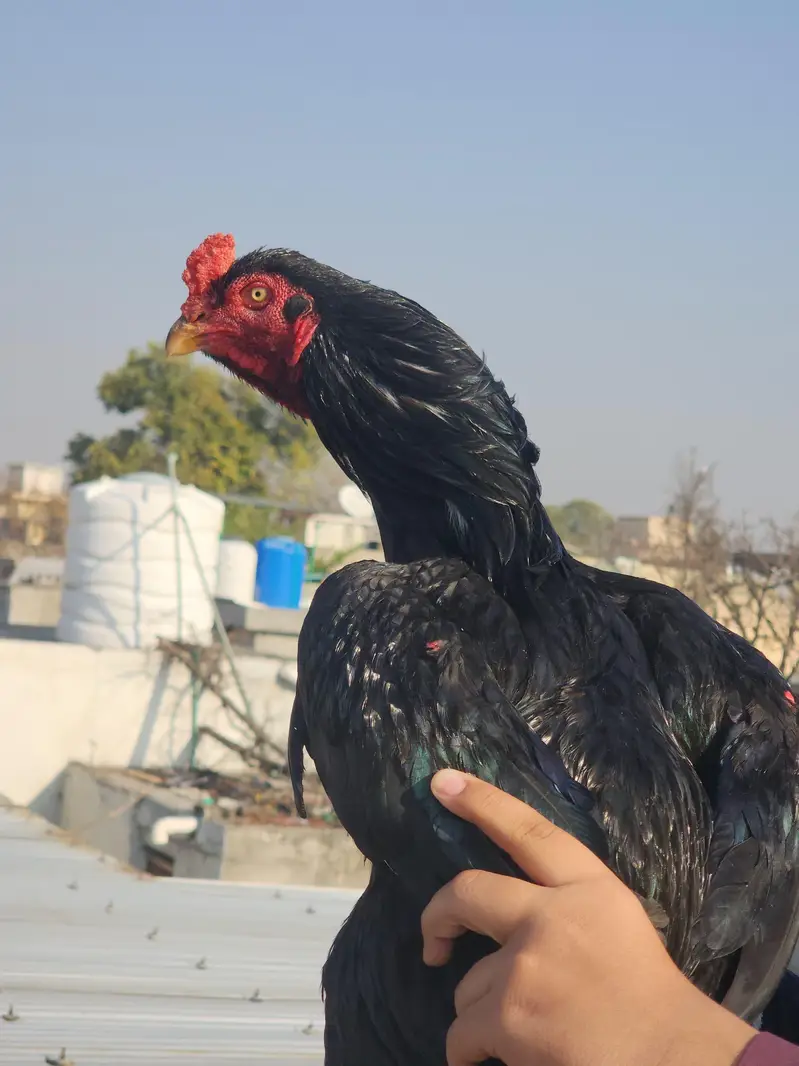 Dewan wala Mushka — photo 2