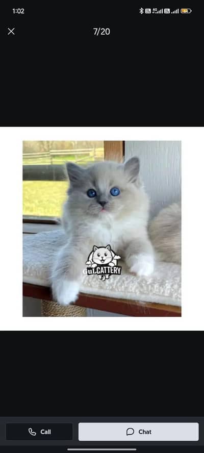 Persian British punch face piki face kitten cat available