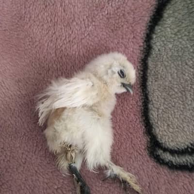 Hen in Black