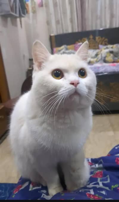 persian male neutred