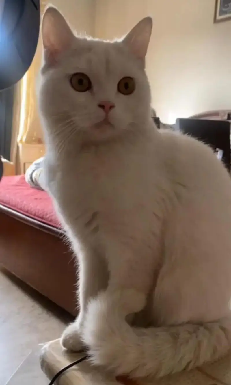 persian male neutred — photo 3