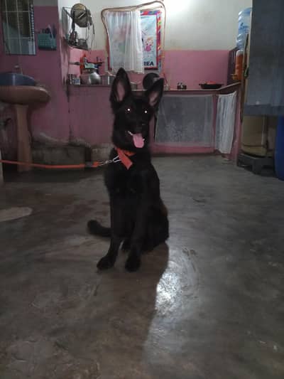 for sell