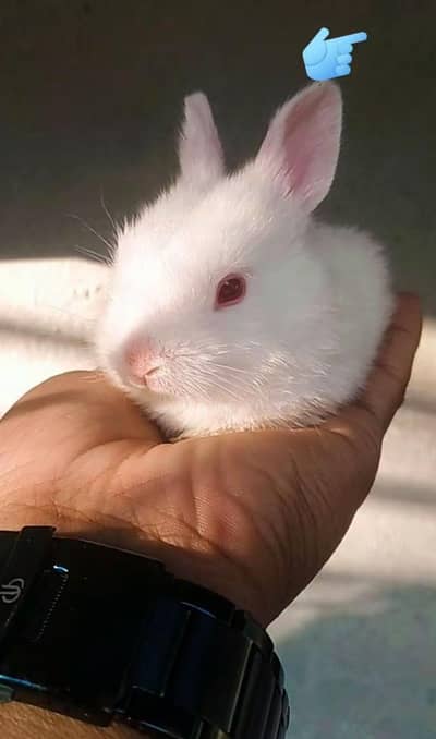 rabbit