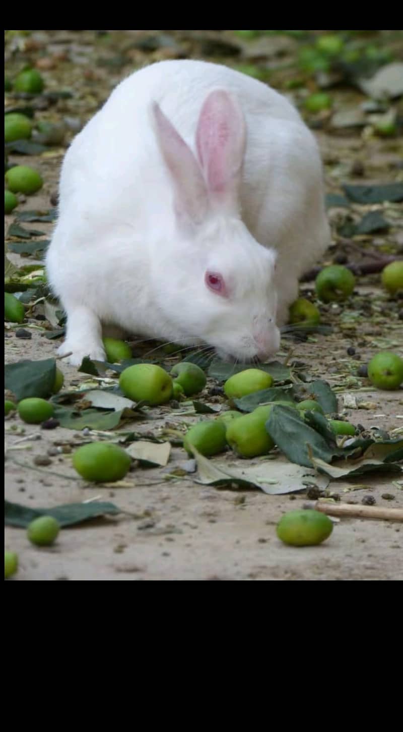 rabbit 1