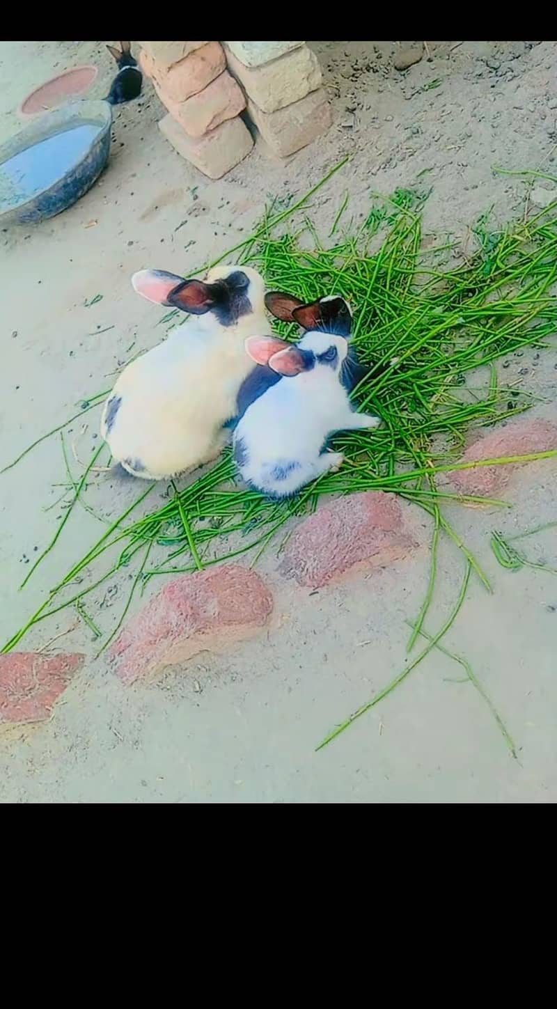 rabbit 2