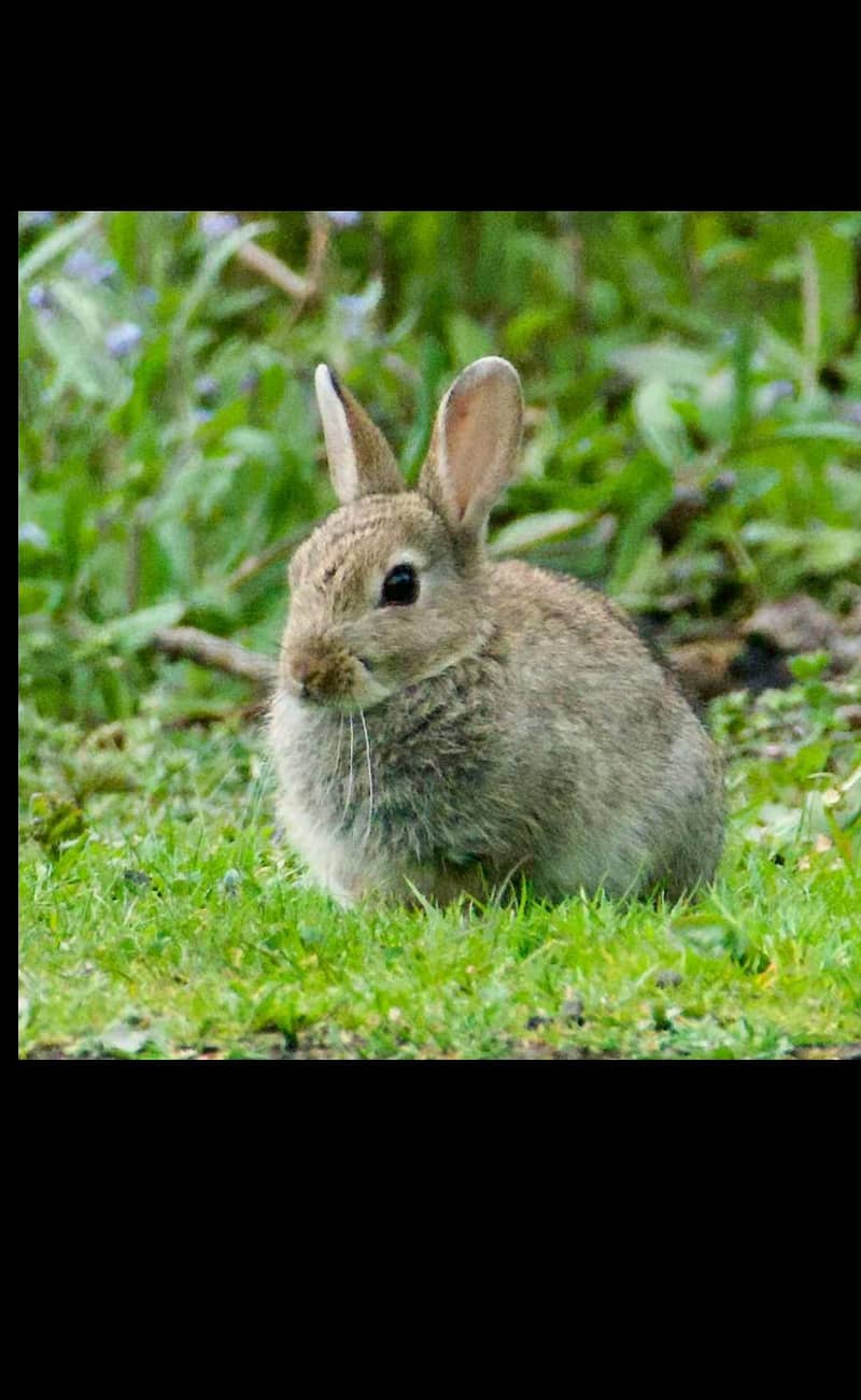 rabbit 3